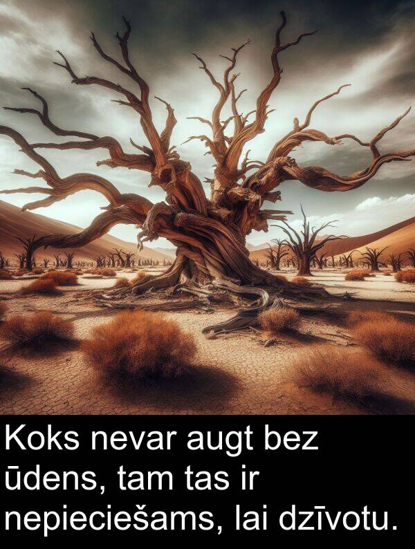 nepieciešams: Koks nevar augt bez ūdens, tam tas ir nepieciešams, lai dzīvotu.