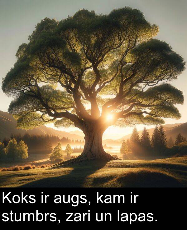 lapas: Koks ir augs, kam ir stumbrs, zari un lapas.