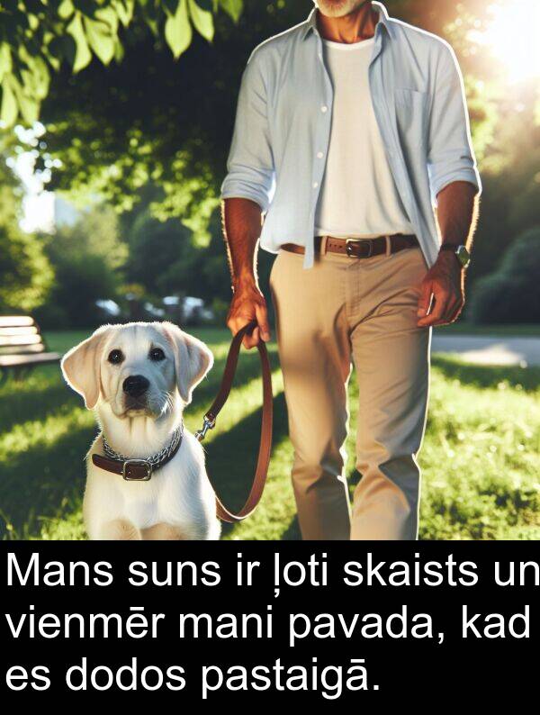 pastaigā: Mans suns ir ļoti skaists un vienmēr mani pavada, kad es dodos pastaigā.