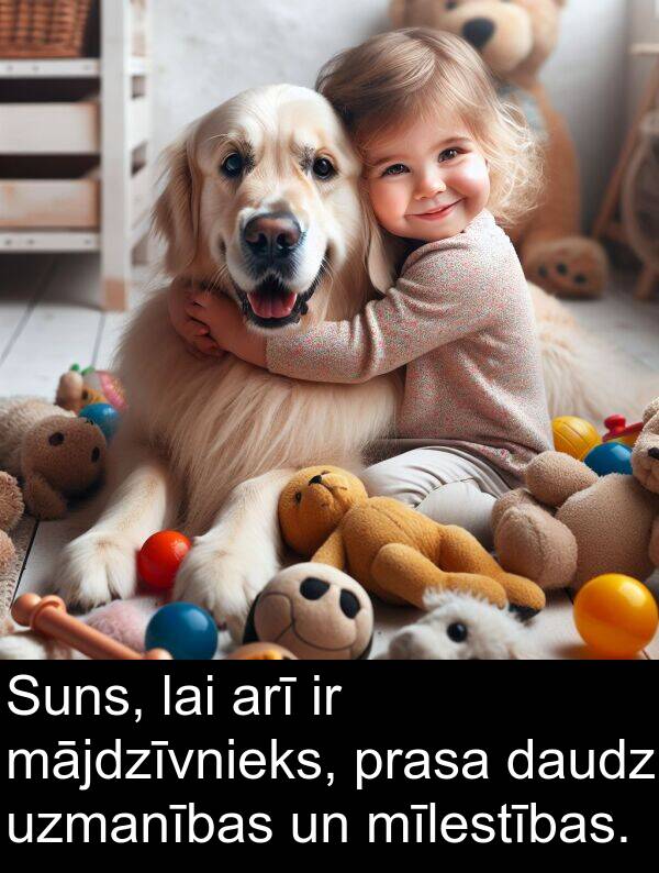 prasa: Suns, lai arī ir mājdzīvnieks, prasa daudz uzmanības un mīlestības.