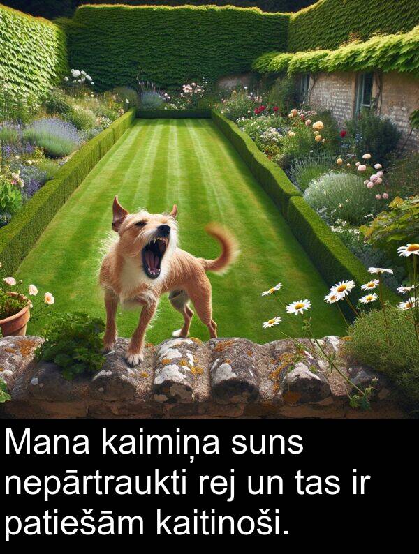 suns: Mana kaimiņa suns nepārtraukti rej un tas ir patiešām kaitinoši.