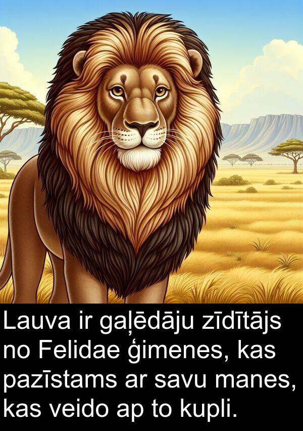 gaļēdāju: Lauva ir gaļēdāju zīdītājs no Felidae ģimenes, kas pazīstams ar savu manes, kas veido ap to kupli.