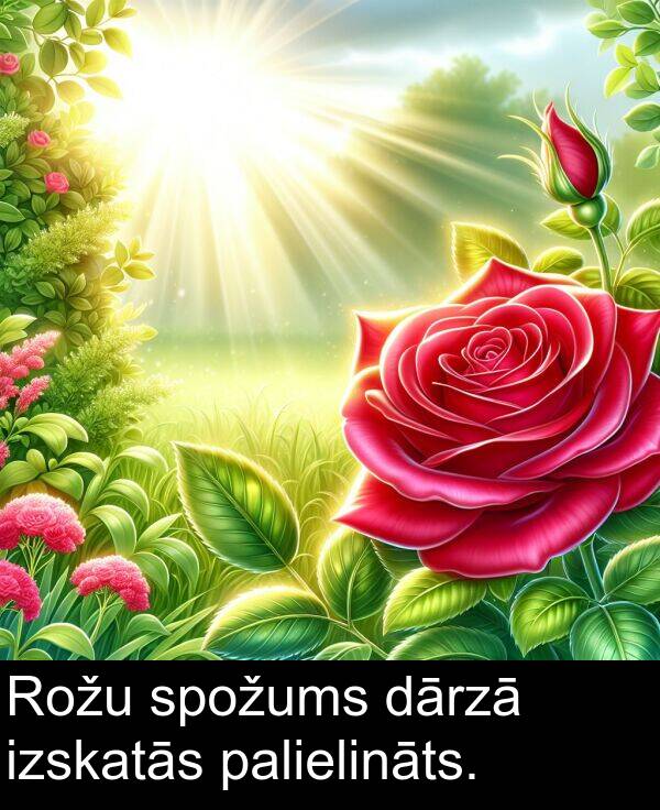 spožums: Rožu spožums dārzā izskatās palielināts.