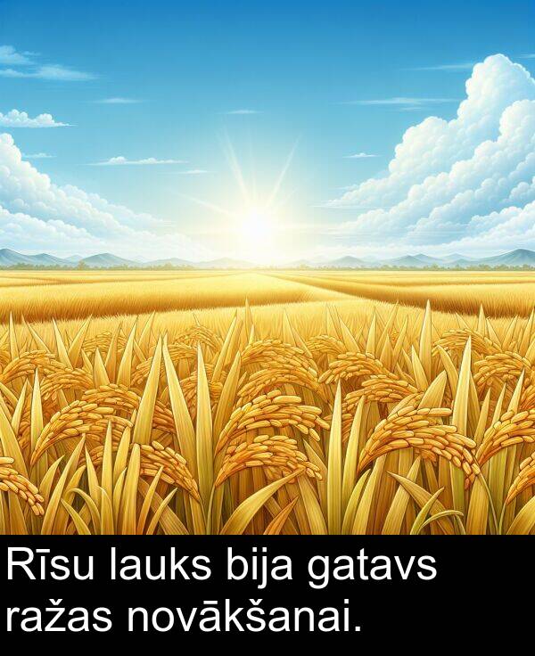 lauks: Rīsu lauks bija gatavs ražas novākšanai.