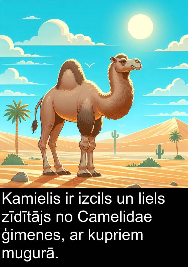 kupriem: Kamielis ir izcils un liels zīdītājs no Camelidae ģimenes, ar kupriem mugurā.