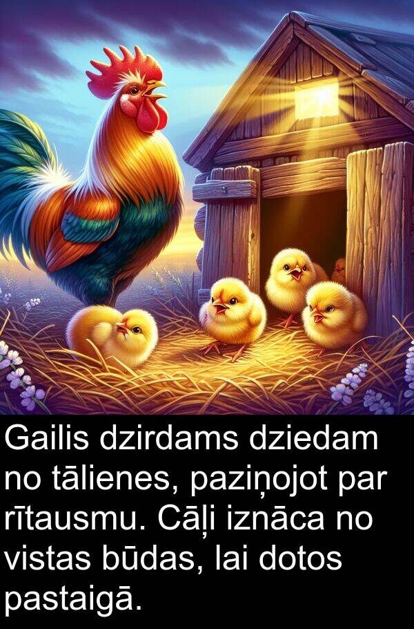 pastaigā: Gailis dzirdams dziedam no tālienes, paziņojot par rītausmu. Cāļi iznāca no vistas būdas, lai dotos pastaigā.