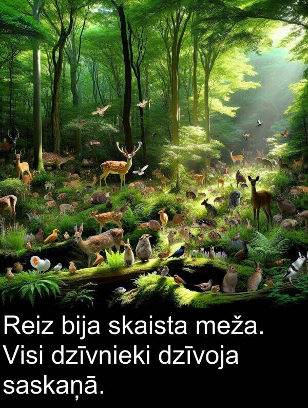 skaista: Reiz bija skaista meža. Visi dzīvnieki dzīvoja saskaņā.