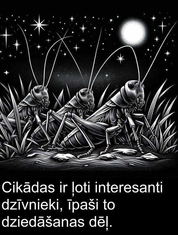 dzīvnieki: Cikādas ir ļoti interesanti dzīvnieki, īpaši to dziedāšanas dēļ.