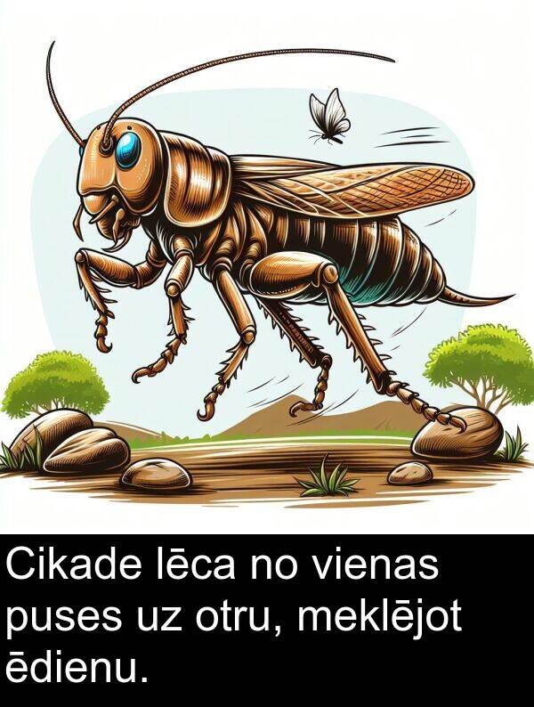 ēdienu: Cikade lēca no vienas puses uz otru, meklējot ēdienu.