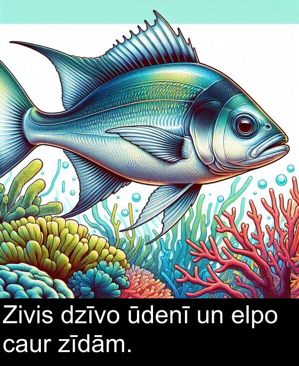 caur: Zivis dzīvo ūdenī un elpo caur zīdām.