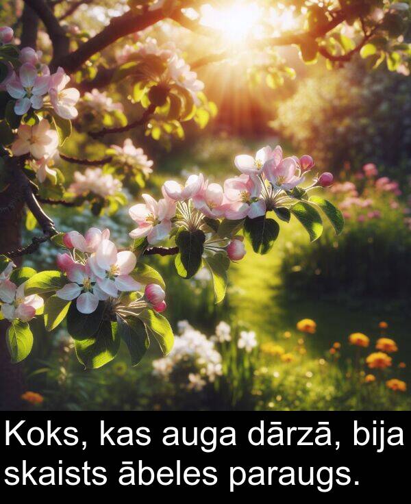 ābeles: Koks, kas auga dārzā, bija skaists ābeles paraugs.