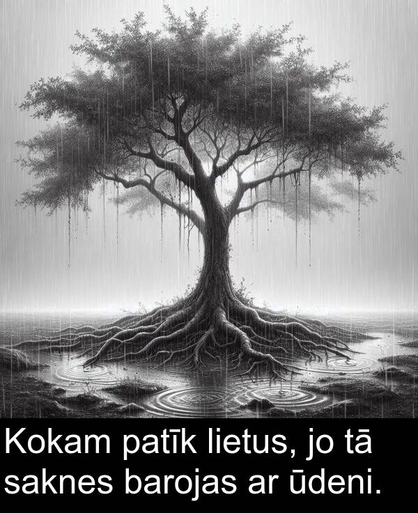 patīk: Kokam patīk lietus, jo tā saknes barojas ar ūdeni.