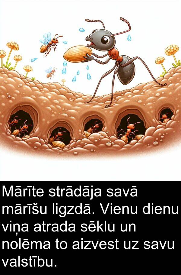 ligzdā: Mārīte strādāja savā mārīšu ligzdā. Vienu dienu viņa atrada sēklu un nolēma to aizvest uz savu valstību.