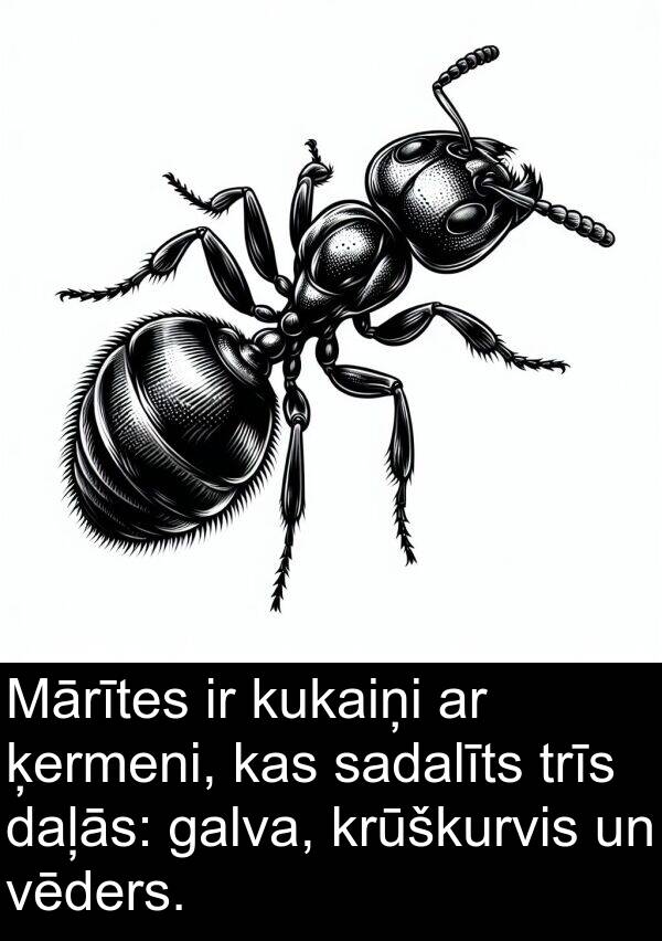 kukaiņi: Mārītes ir kukaiņi ar ķermeni, kas sadalīts trīs daļās: galva, krūškurvis un vēders.