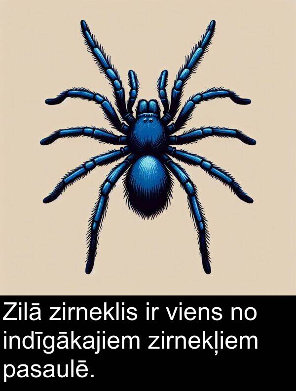 viens: Zilā zirneklis ir viens no indīgākajiem zirnekļiem pasaulē.