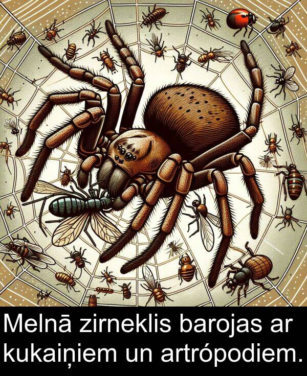 kukaiņiem: Melnā zirneklis barojas ar kukaiņiem un artrópodiem.