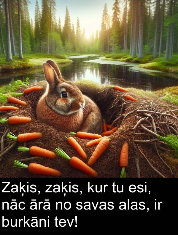 kur: Zaķis, zaķis, kur tu esi, nāc ārā no savas alas, ir burkāni tev!