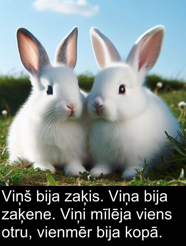 kopā: Viņš bija zaķis. Viņa bija zaķene. Viņi mīlēja viens otru, vienmēr bija kopā.