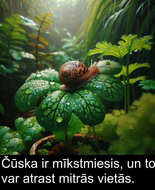 atrast: Čūska ir mīkstmiesis, un to var atrast mitrās vietās.