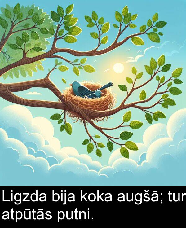 koka: Ligzda bija koka augšā; tur atpūtās putni.