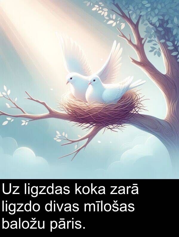 koka: Uz ligzdas koka zarā ligzdo divas mīlošas baložu pāris.