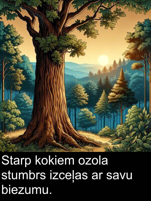 kokiem: Starp kokiem ozola stumbrs izceļas ar savu biezumu.