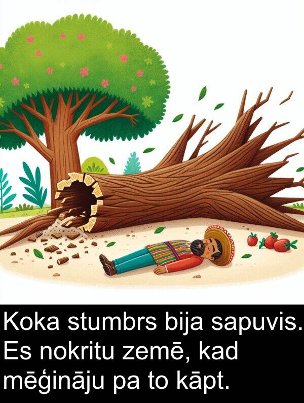 zemē: Koka stumbrs bija sapuvis. Es nokritu zemē, kad mēģināju pa to kāpt.
