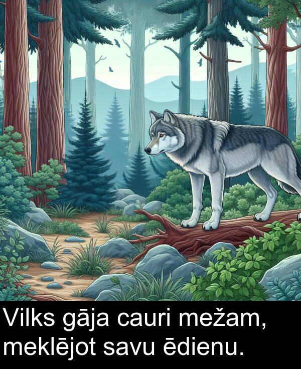 ēdienu: Vilks gāja cauri mežam, meklējot savu ēdienu.