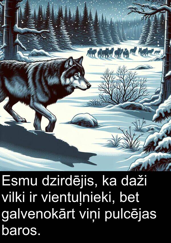 galvenokārt: Esmu dzirdējis, ka daži vilki ir vientuļnieki, bet galvenokārt viņi pulcējas baros.