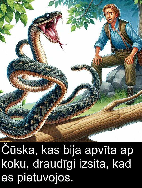 koku: Čūska, kas bija apvīta ap koku, draudīgi izsita, kad es pietuvojos.
