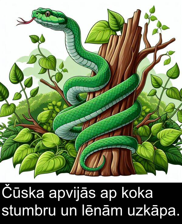 koka: Čūska apvijās ap koka stumbru un lēnām uzkāpa.