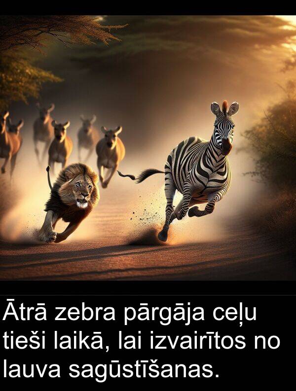 ceļu: Ātrā zebra pārgāja ceļu tieši laikā, lai izvairītos no lauva sagūstīšanas.