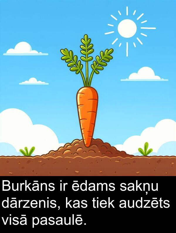 ēdams: Burkāns ir ēdams sakņu dārzenis, kas tiek audzēts visā pasaulē.