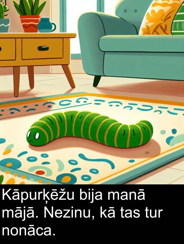 mājā: Kāpurķēžu bija manā mājā. Nezinu, kā tas tur nonāca.