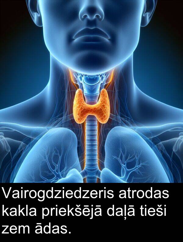 ādas: Vairogdziedzeris atrodas kakla priekšējā daļā tieši zem ādas.