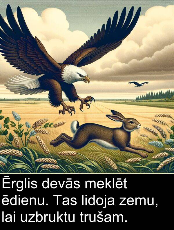 uzbruktu: Ērglis devās meklēt ēdienu. Tas lidoja zemu, lai uzbruktu trušam.