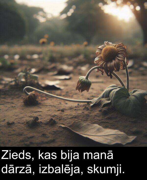 kas: Zieds, kas bija manā dārzā, izbalēja, skumji.