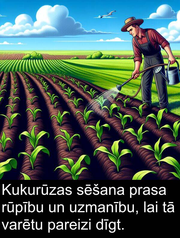 prasa: Kukurūzas sēšana prasa rūpību un uzmanību, lai tā varētu pareizi dīgt.