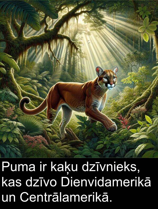 dzīvo: Puma ir kaķu dzīvnieks, kas dzīvo Dienvidamerikā un Centrālamerikā.