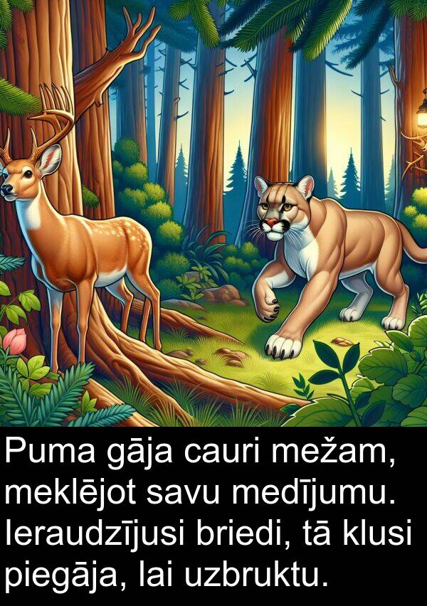uzbruktu: Puma gāja cauri mežam, meklējot savu medījumu. Ieraudzījusi briedi, tā klusi piegāja, lai uzbruktu.