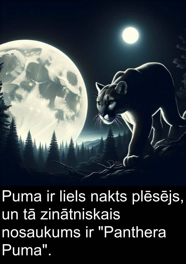 nakts: Puma ir liels nakts plēsējs, un tā zinātniskais nosaukums ir "Panthera Puma".