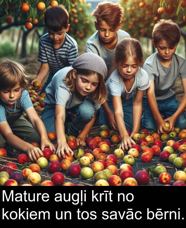 krīt: Mature augļi krīt no kokiem un tos savāc bērni.