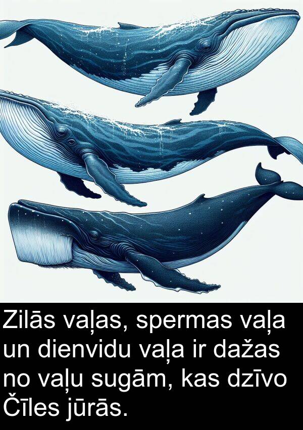 vaļas: Zilās vaļas, spermas vaļa un dienvidu vaļa ir dažas no vaļu sugām, kas dzīvo Čīles jūrās.