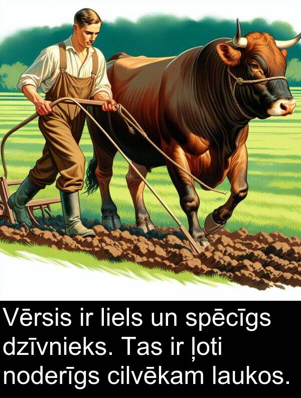 laukos: Vērsis ir liels un spēcīgs dzīvnieks. Tas ir ļoti noderīgs cilvēkam laukos.