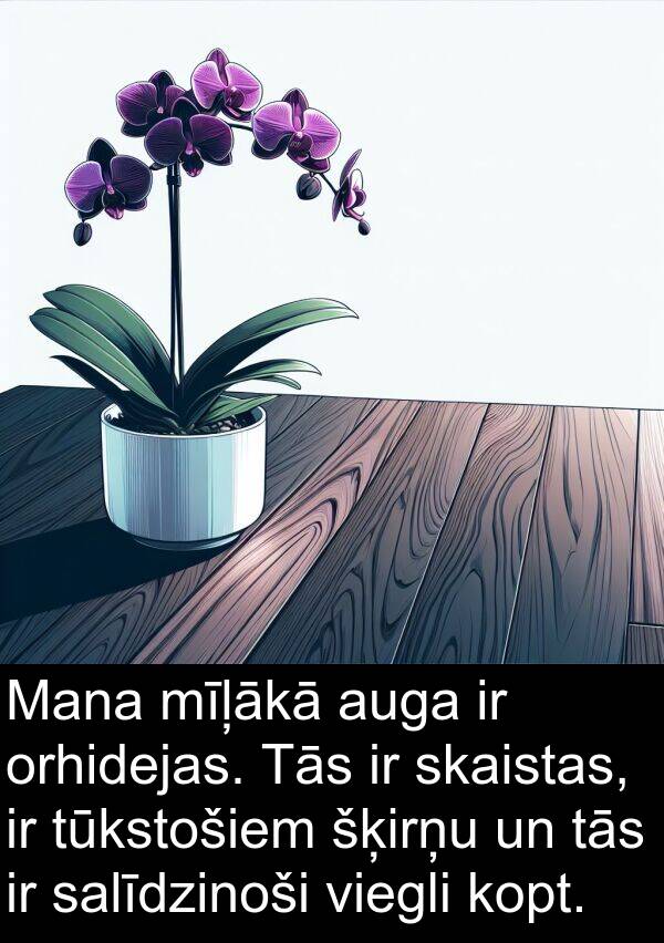 kopt: Mana mīļākā auga ir orhidejas. Tās ir skaistas, ir tūkstošiem šķirņu un tās ir salīdzinoši viegli kopt.