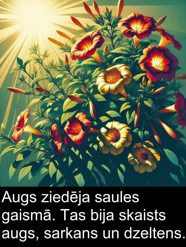 gaismā: Augs ziedēja saules gaismā. Tas bija skaists augs, sarkans un dzeltens.