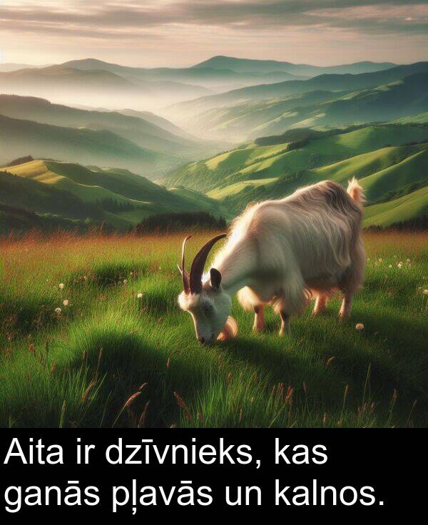ganās: Aita ir dzīvnieks, kas ganās pļavās un kalnos.