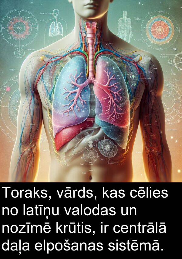 krūtis: Toraks, vārds, kas cēlies no latīņu valodas un nozīmē krūtis, ir centrālā daļa elpošanas sistēmā.