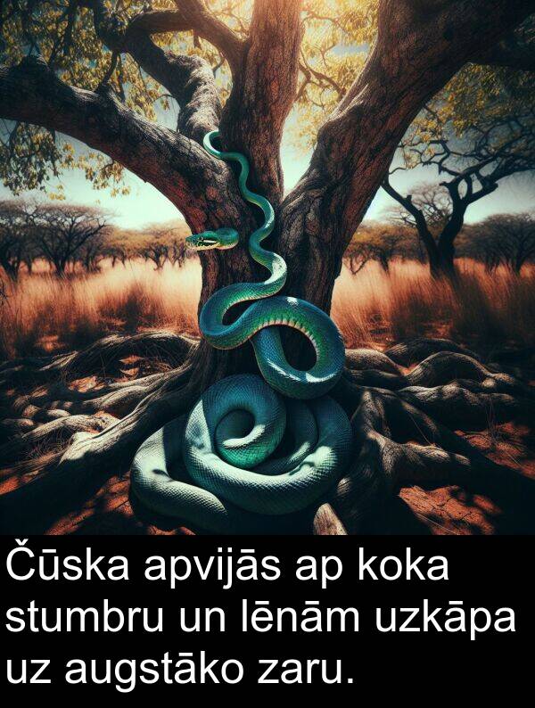 koka: Čūska apvijās ap koka stumbru un lēnām uzkāpa uz augstāko zaru.