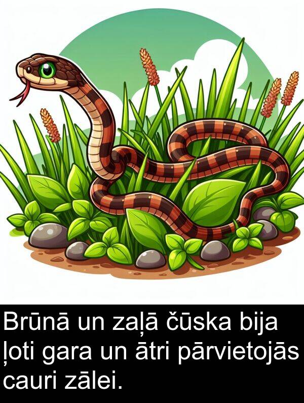 čūska: Brūnā un zaļā čūska bija ļoti gara un ātri pārvietojās cauri zālei.